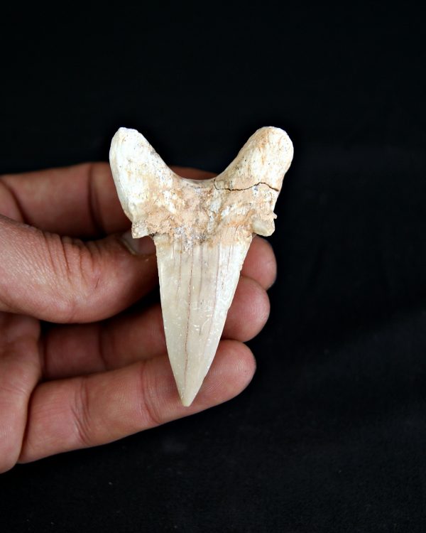 SONY DSC Otodus obliquus