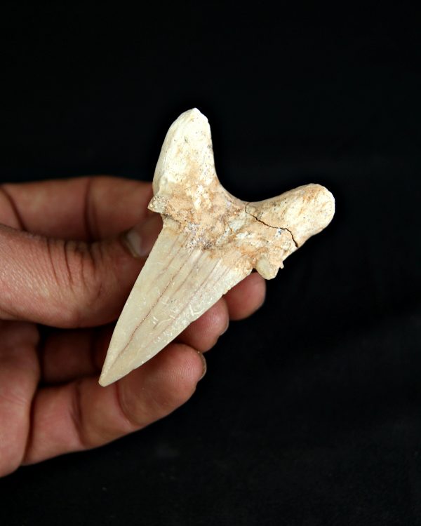 SONY DSC Otodus obliquus