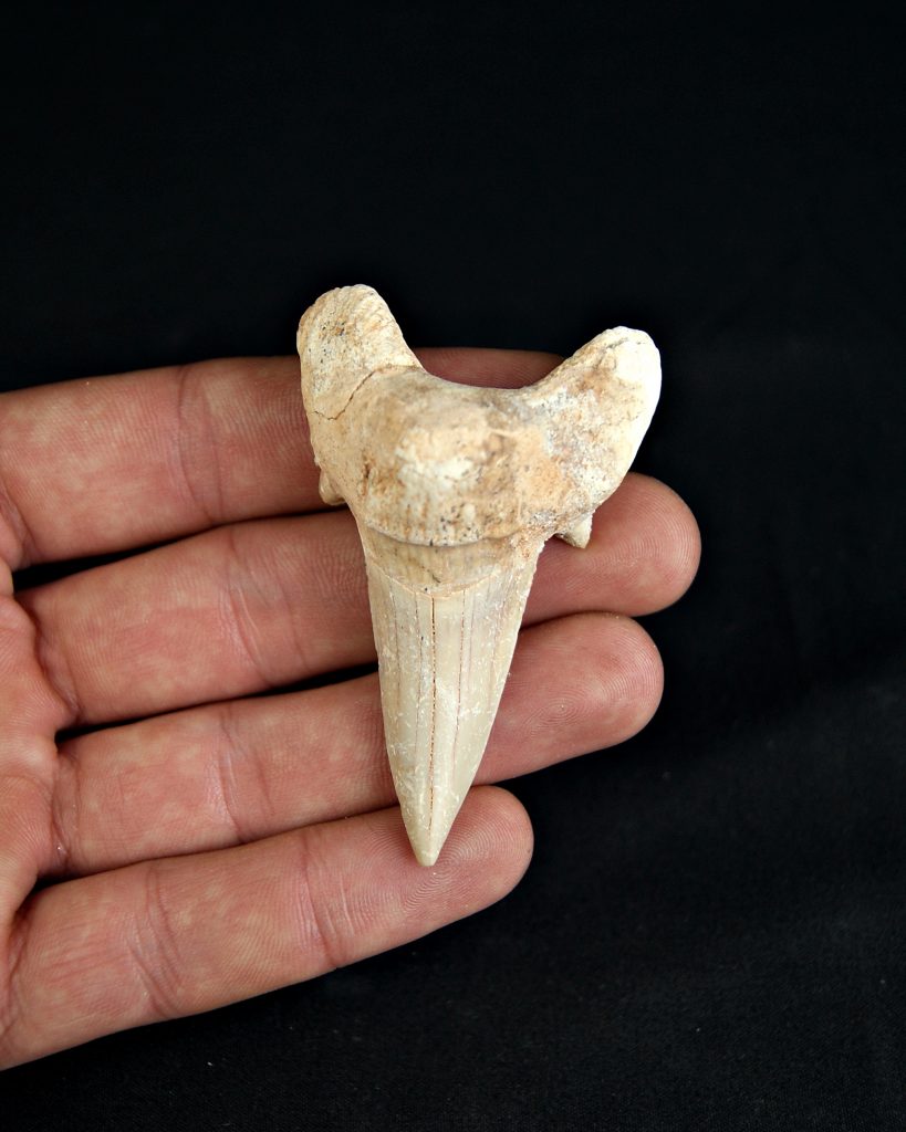 Otodus obliquus
