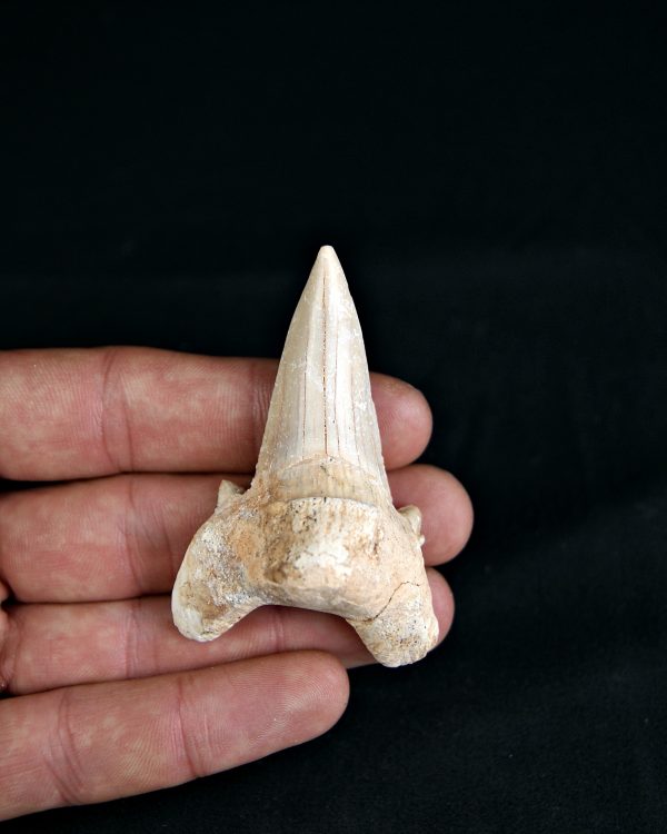 SONY DSC Otodus obliquus