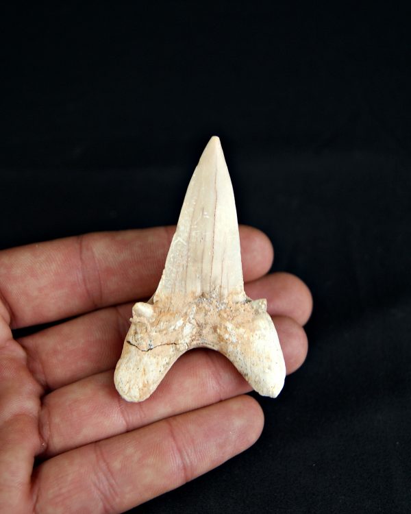 SONY DSC Otodus obliquus