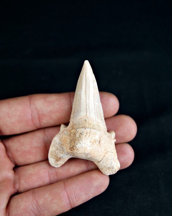 SONY DSC Otodus obliquus