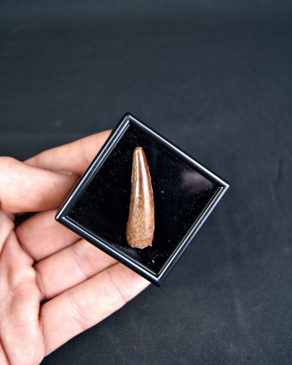 SONY DSC Spinosaurus aegyptiacus