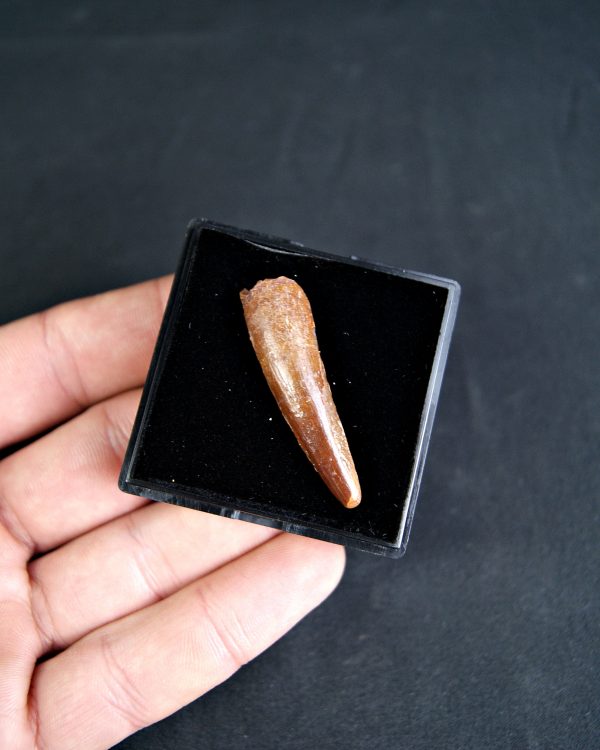 SONY DSC Spinosaurus aegyptiacus