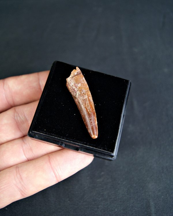 SONY DSC Spinosaurus aegyptiacus