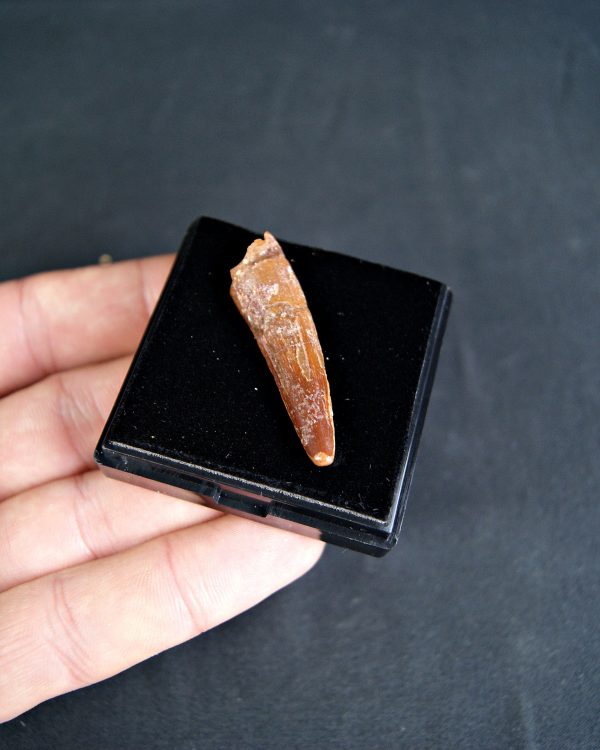 SONY DSC Spinosaurus aegyptiacus