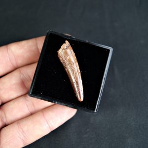 Spinosaurus aegyptiacus