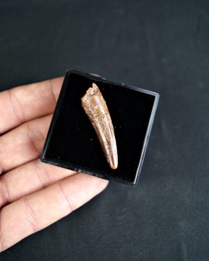 Spinosaurus aegyptiacus