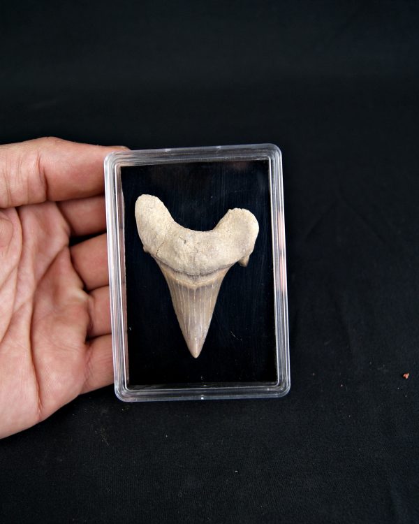 SONY DSC Gran diente Otodus obliquus