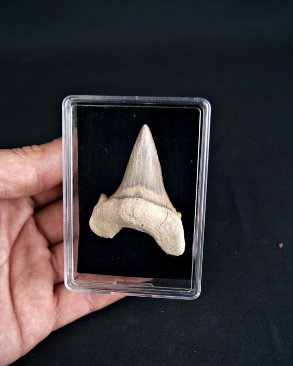 SONY DSC Gran diente Otodus obliquus