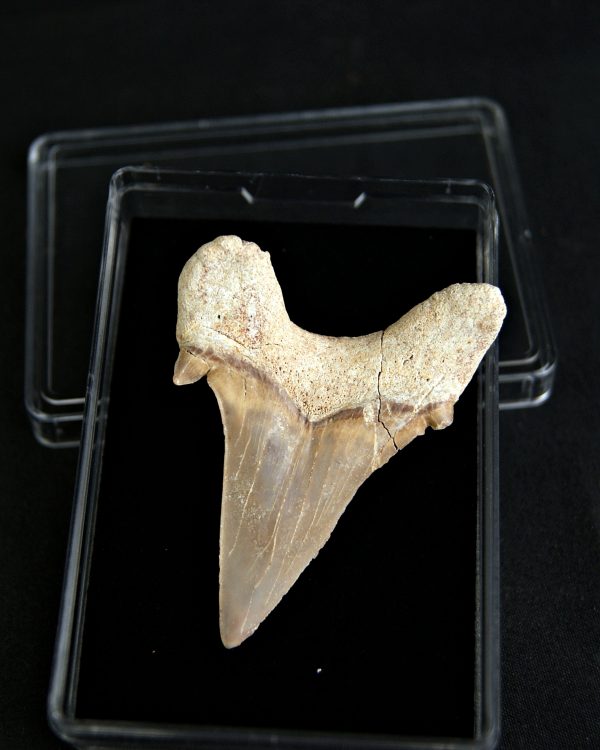 SONY DSC Gran diente Otodus obliquus