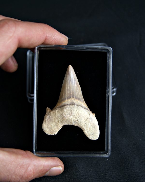 SONY DSC Gran diente Otodus obliquus