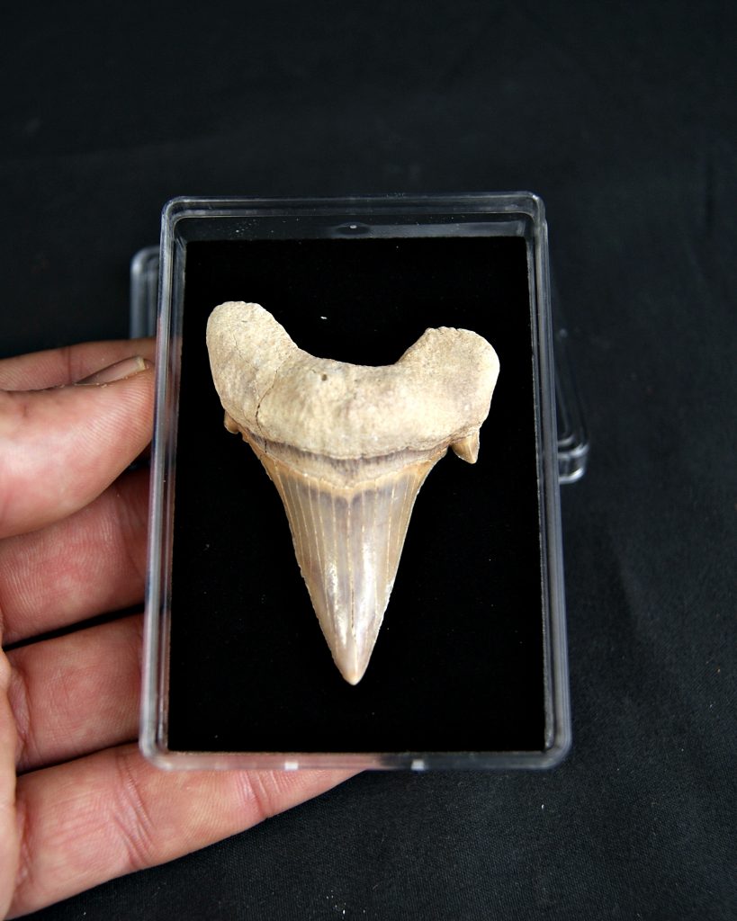 Gran diente Otodus obliquus