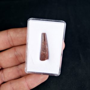 Diente de pterosaurio