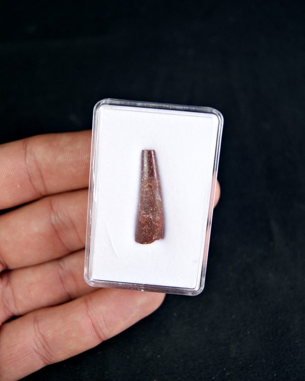 SONY DSC Diente de pterosaurio