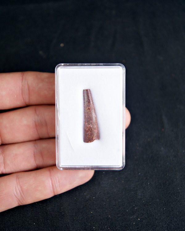 SONY DSC Diente de pterosaurio