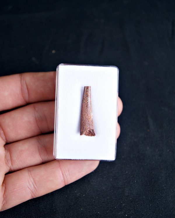 SONY DSC Diente de pterosaurio