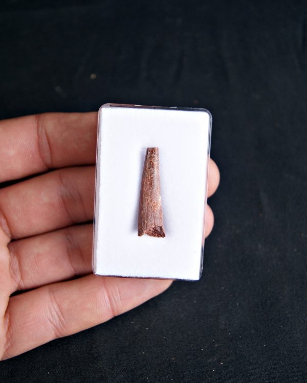 SONY DSC Diente de pterosaurio