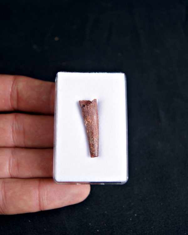 SONY DSC Diente de pterosaurio