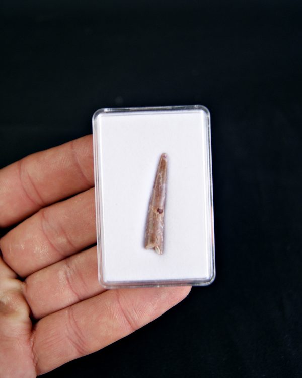 Diente de pterosaurio