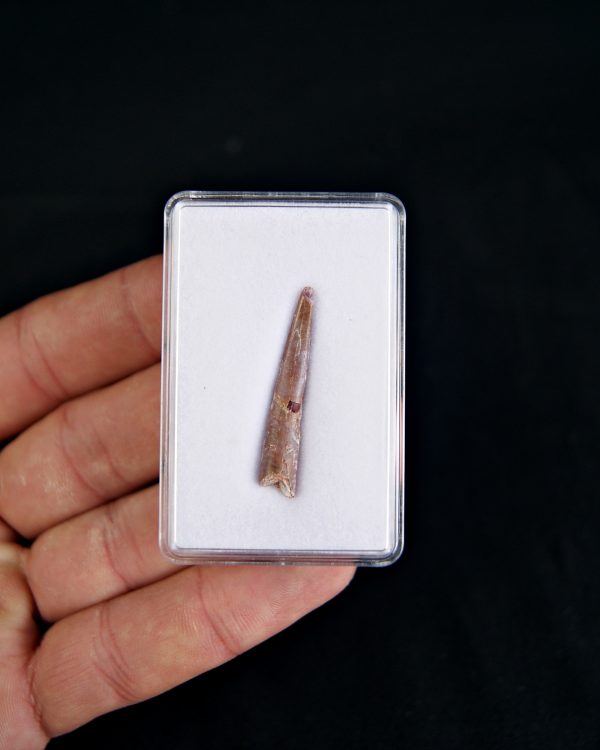 Diente de pterosaurio