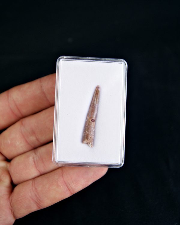 Diente de pterosaurio