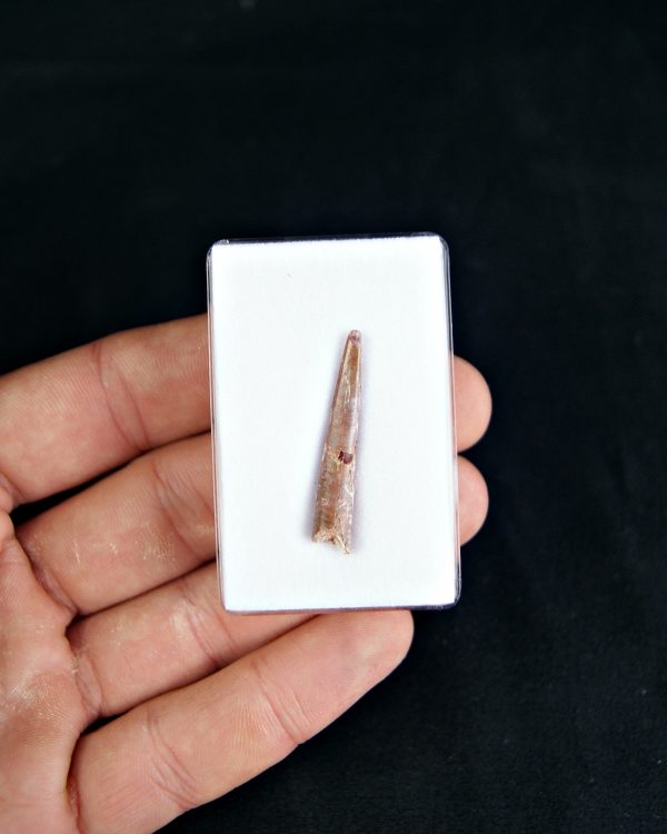 Diente de pterosaurio