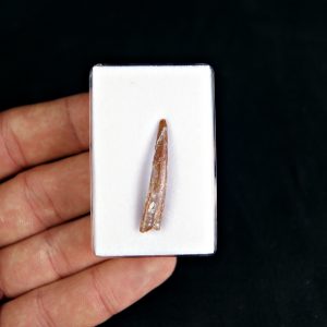 Diente de pterosaurio