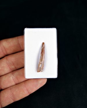 Diente de pterosaurio