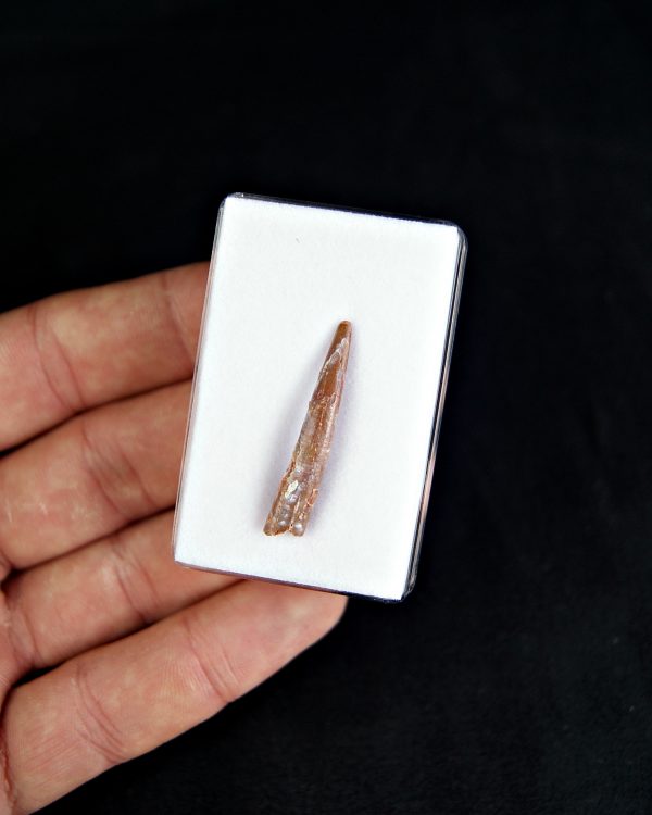 Diente de pterosaurio