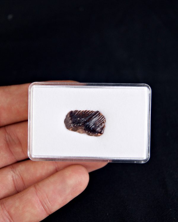 SONY DSC Obaichthys africanus