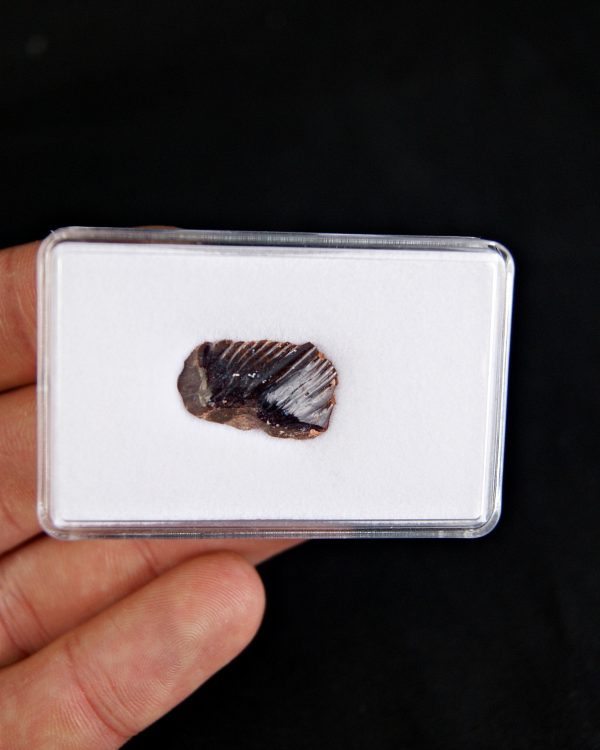 SONY DSC Obaichthys africanus