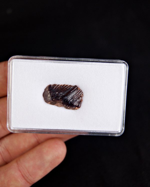 SONY DSC Obaichthys africanus