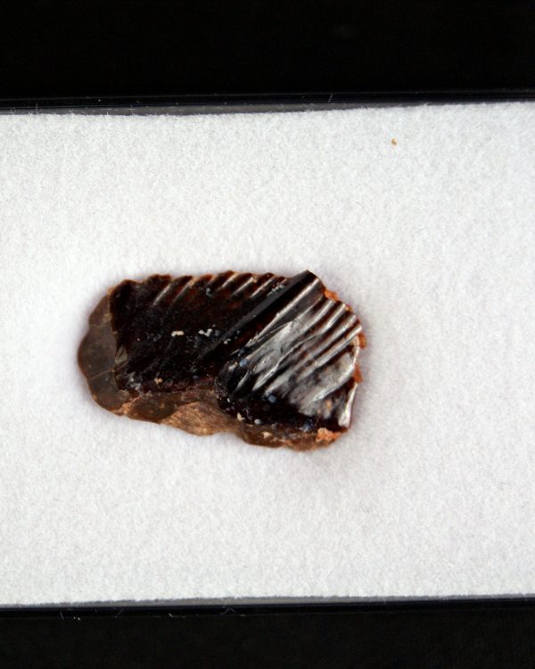 SONY DSC Obaichthys africanus