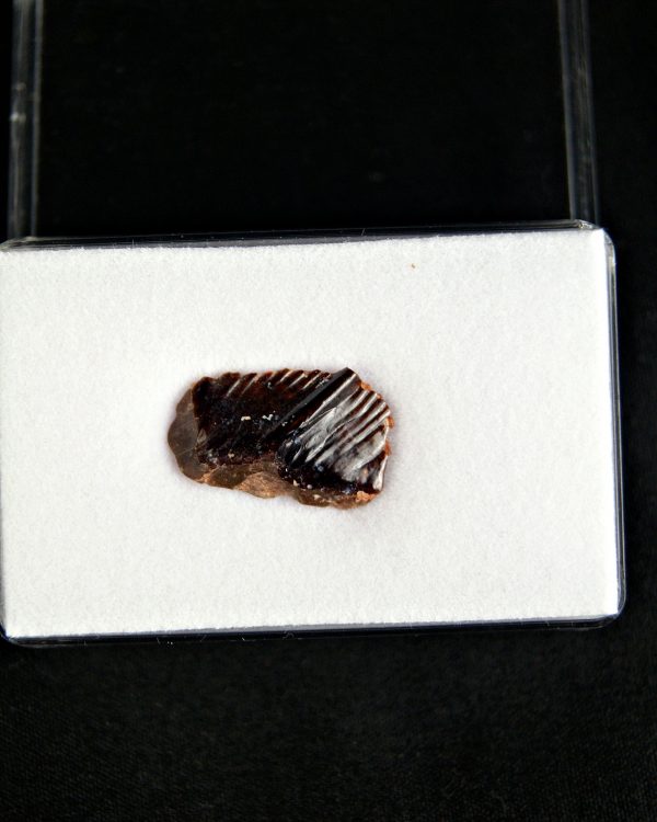 SONY DSC Obaichthys africanus