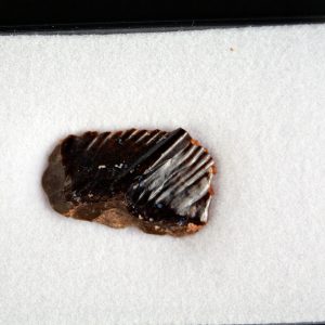 Obaichthys africanus