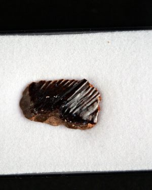 Obaichthys africanus