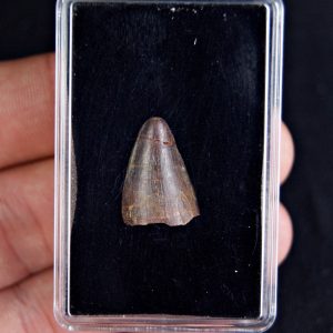 Hamadasuchus rebouli