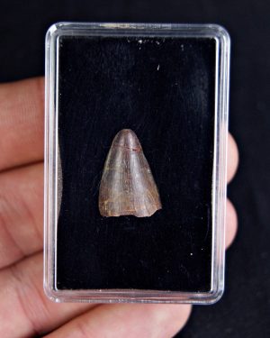 Hamadasuchus rebouli