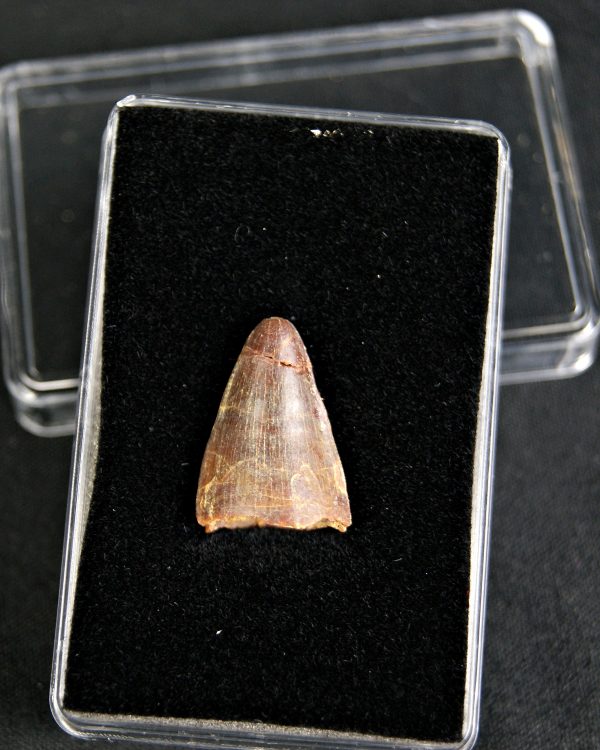 SONY DSC Hamadasuchus rebouli