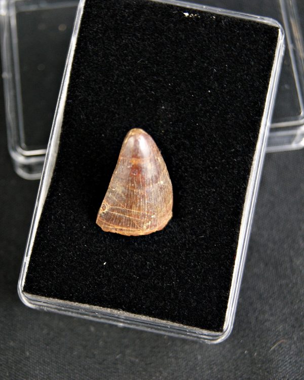 SONY DSC Hamadasuchus rebouli