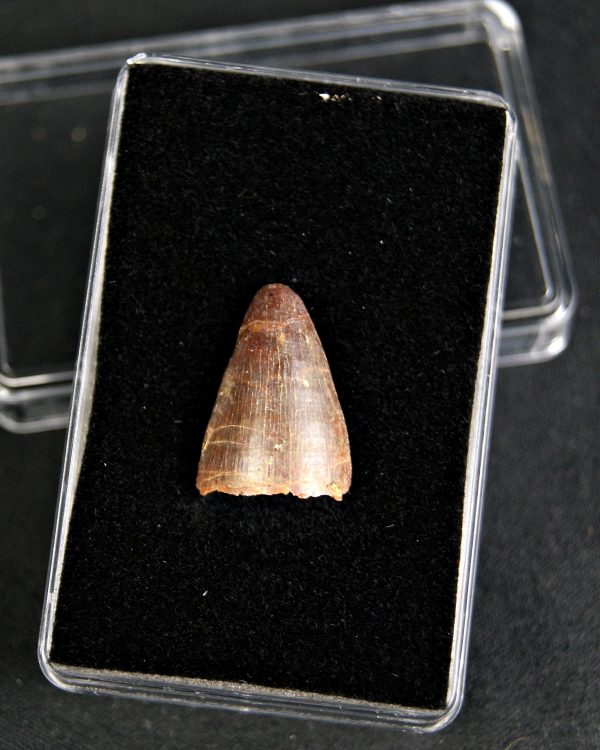 SONY DSC Hamadasuchus rebouli