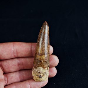 Spinosaurus aegyptiacus