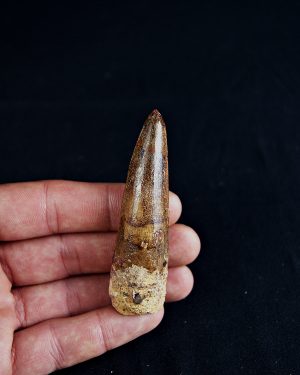 Spinosaurus aegyptiacus