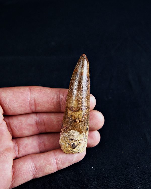 SONY DSC Spinosaurus aegyptiacus