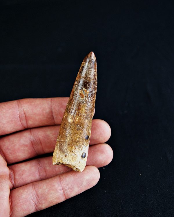 SONY DSC Spinosaurus aegyptiacus