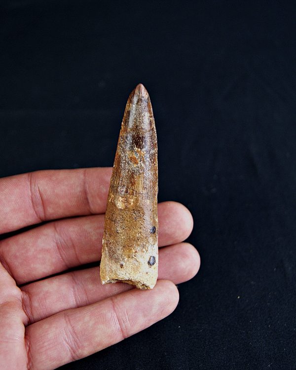 SONY DSC Spinosaurus aegyptiacus