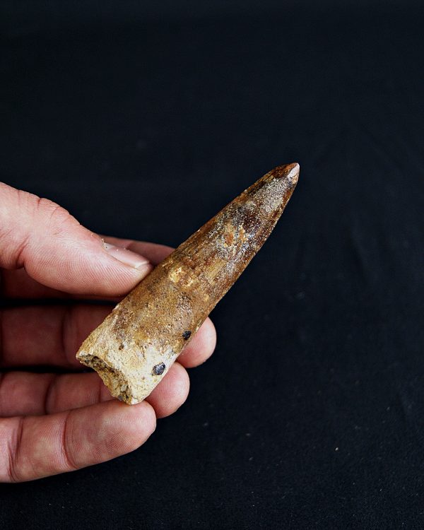 SONY DSC Spinosaurus aegyptiacus