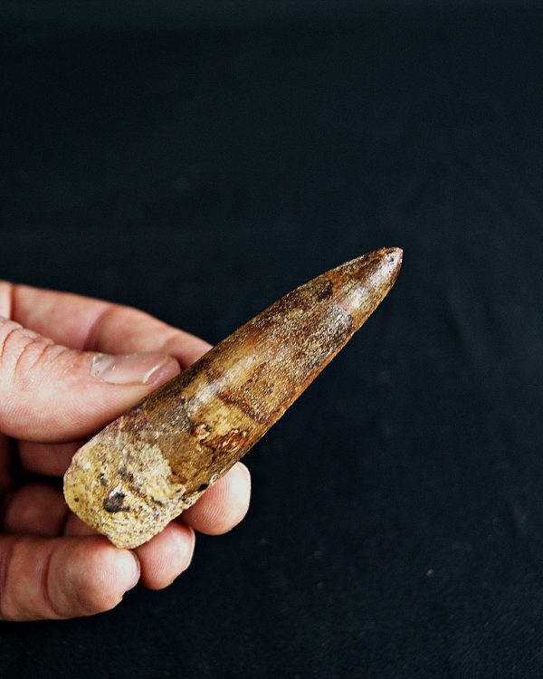 SONY DSC Spinosaurus aegyptiacus