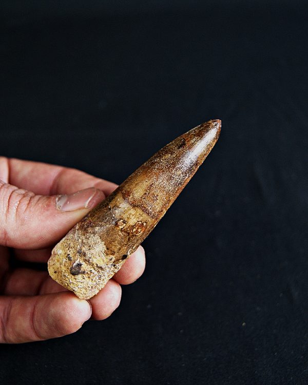 SONY DSC Spinosaurus aegyptiacus